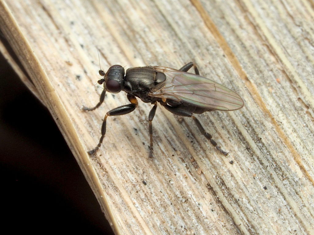 Lotophila atra