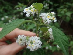 Lantana canescens