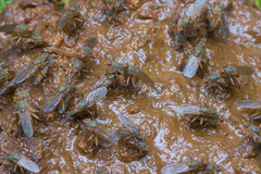 Scathophaga inquinata
