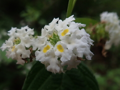 Lantana canescens
