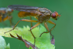 Scathophaga inquinata