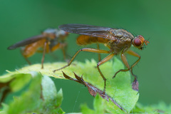 Scathophaga inquinata