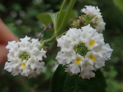 Lantana canescens