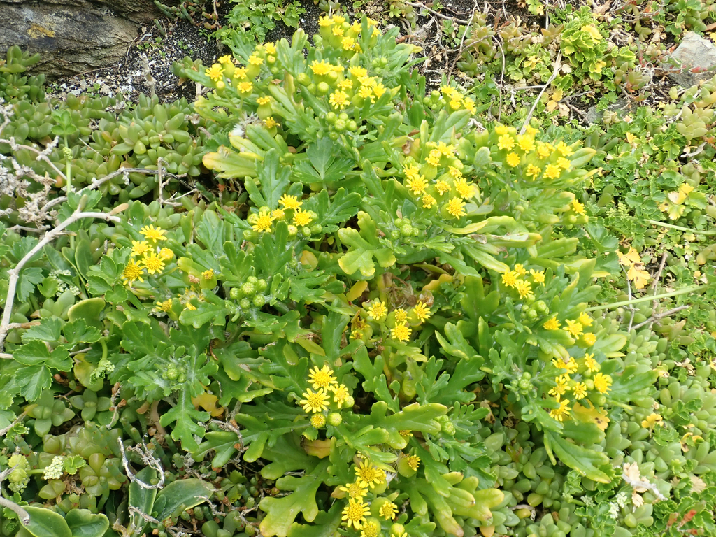Senecio radiolatus