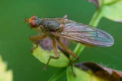 Scathophaga inquinata