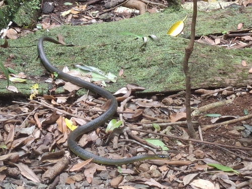 Common Tree Snake sighting