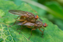 Scathophaga inquinata