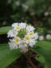 Lantana canescens