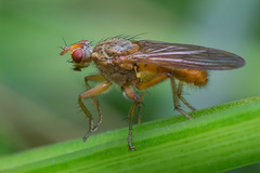 Scathophaga inquinata
