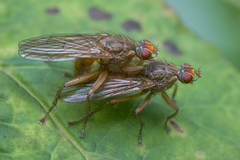 Scathophaga inquinata