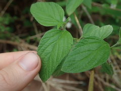 Lantana canescens