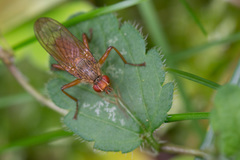 Scathophaga inquinata