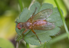 Scathophaga inquinata
