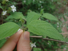 Lantana canescens