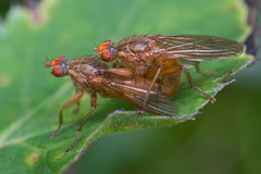 Scathophaga inquinata