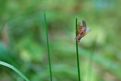 Scathophaga inquinata