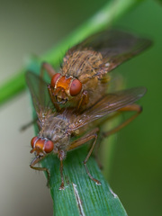 Scathophaga inquinata