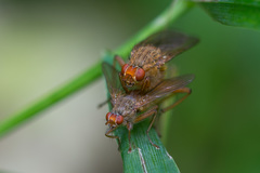 Scathophaga inquinata
