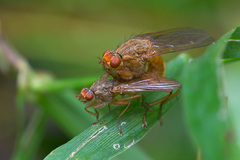 Scathophaga inquinata