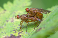 Scathophaga inquinata