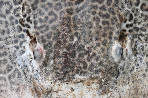 Leopard whipray (Himantura undulata) — Dasyatidae — 5
