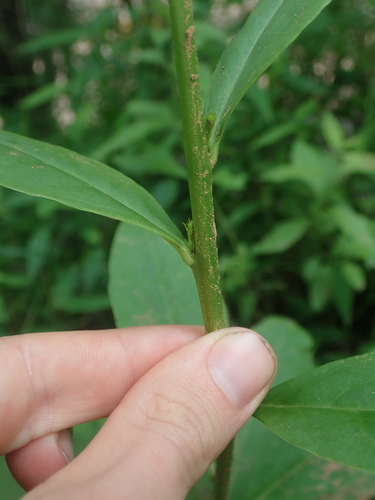 Talinum paniculatum