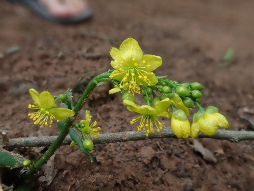 Talinum paniculatum
