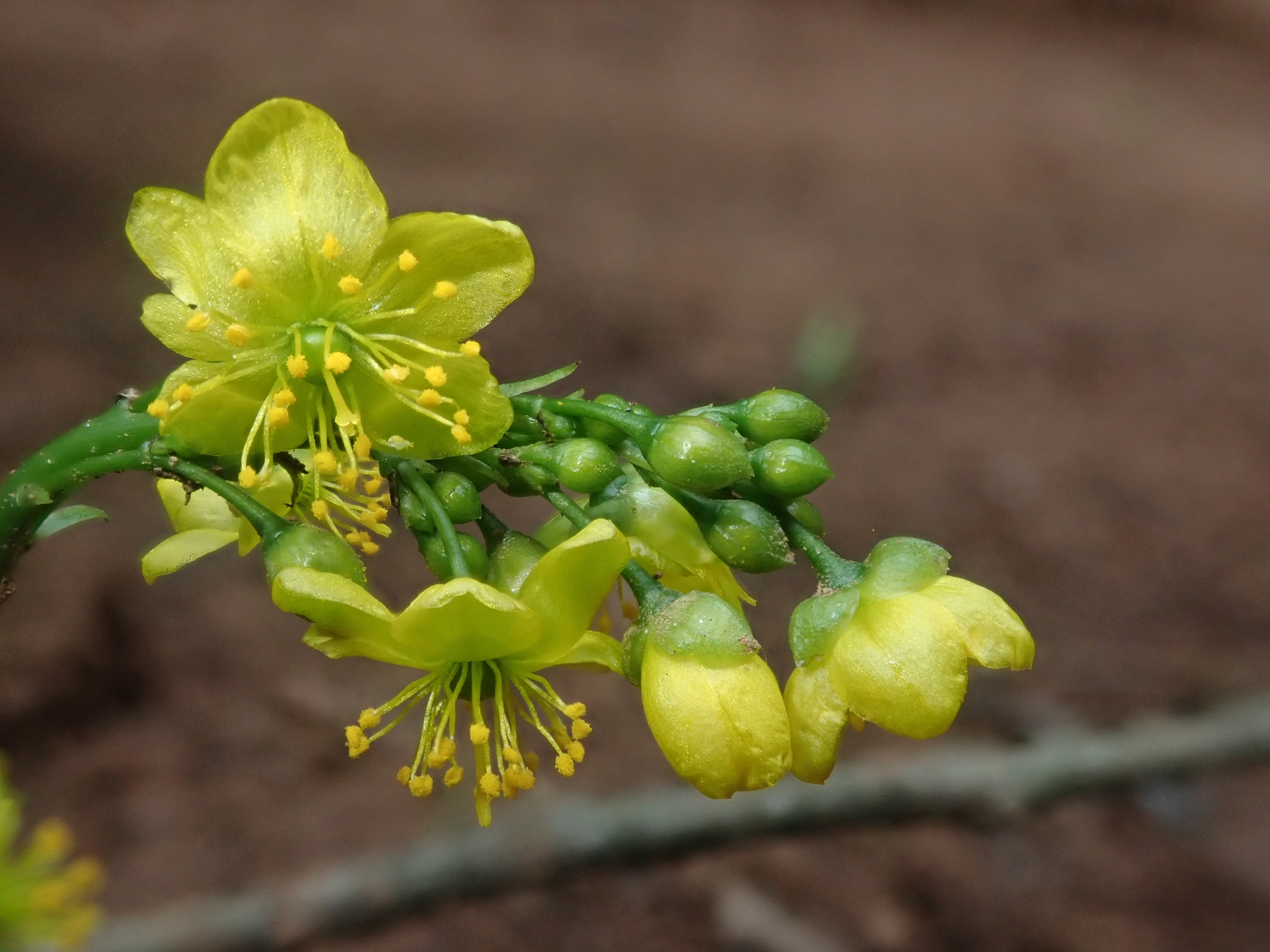 Talinum paniculatum (Jacq.) Gaertn. 3