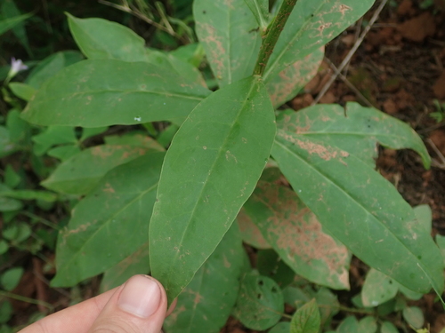 Talinum paniculatum