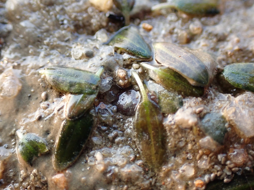 Oceans Turf Example Ocean turf grass in April 2025 by littlelittle · iNaturalist