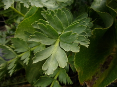 Anisotome pilifera