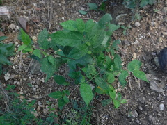 Aceria guazumae