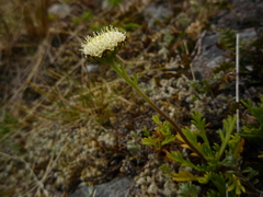 Leptinella pyrethrifolia