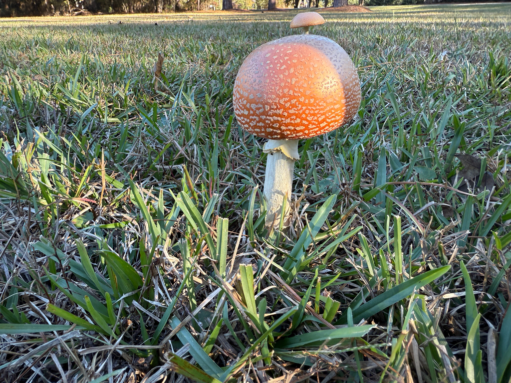 Amanita persicina · November 2025 · photo: © tresfisher (iNaturalist, cc-by-sa)