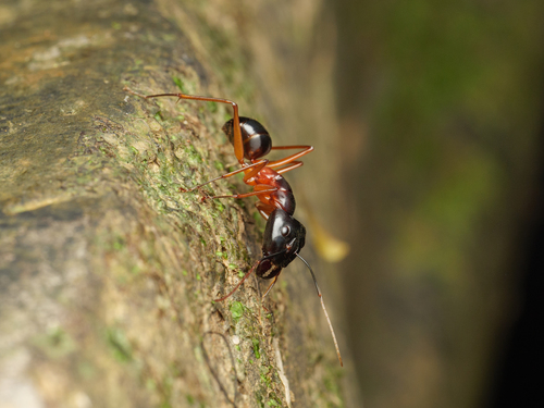 迅捷弓背蚁（勤奋亚种）Camponotus festinus diligens