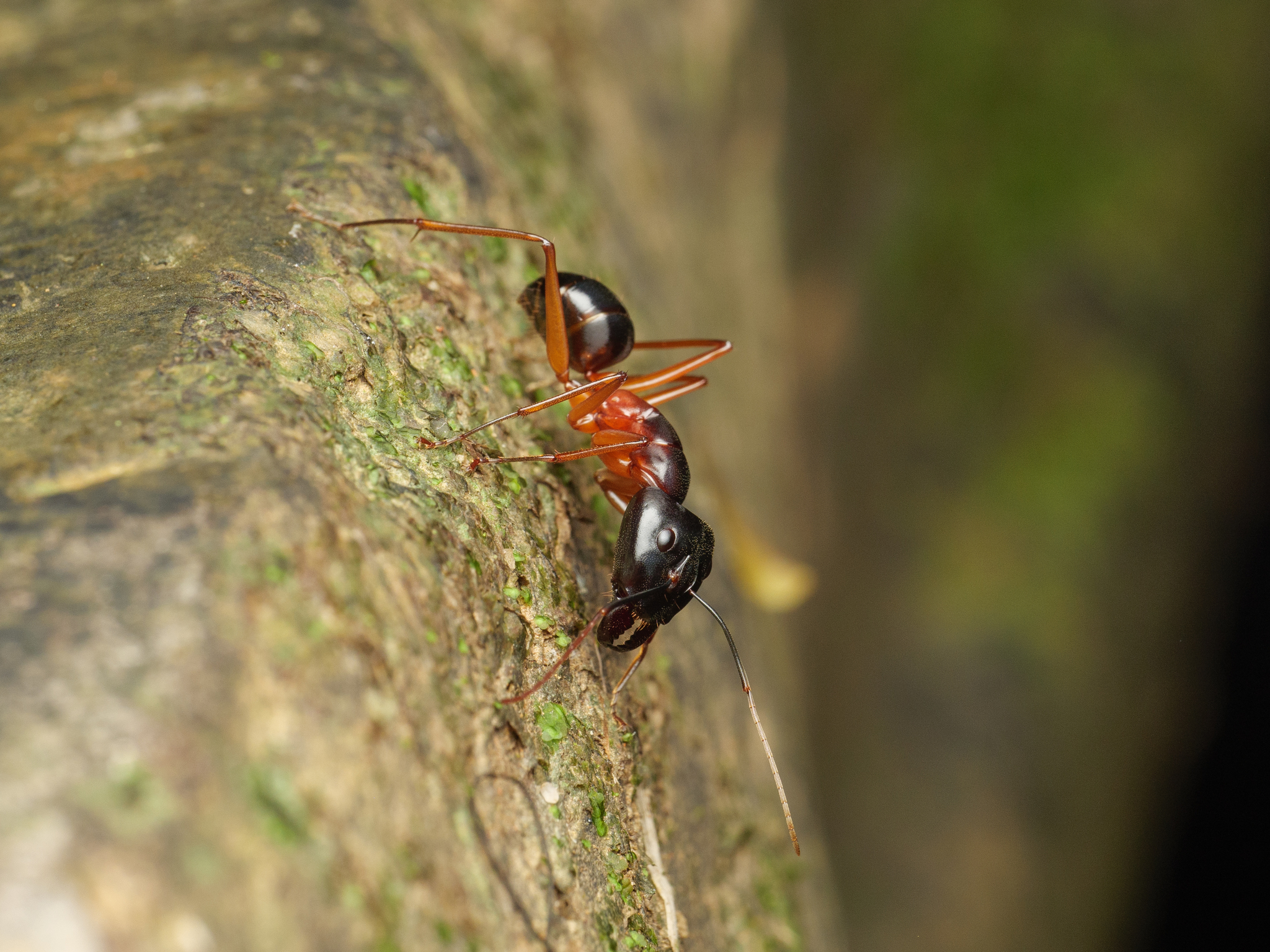 Camponotus festinus diligens