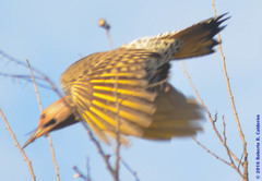 Colaptes auratus auratus