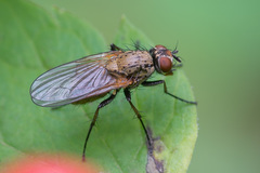 Hydrophoria lancifer