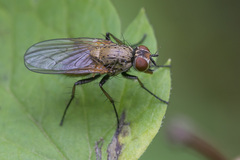 Hydrophoria lancifer