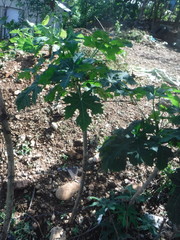 Cnidoscolus aconitifolius