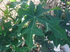 Cnidoscolus aconitifolius