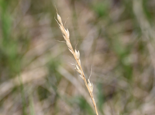 green needlegrass (Nassella viridula)