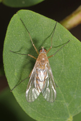 Rhagio gracilis