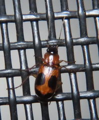 Badister neopulchellus