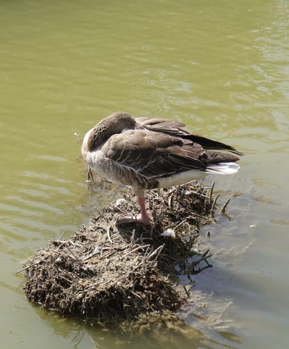 Greylag Goose