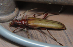 Centrodera decolorata