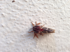 Hemileuca rubridorsa