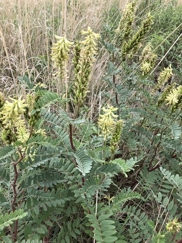 Canadian milkvetch