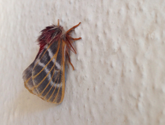 Hemileuca rubridorsa