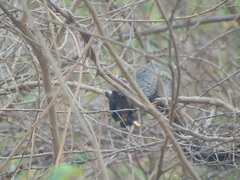 Sciurus stramineus